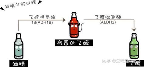 酒喝多了，第二天再喝点透一透，可以解酒吗？ 知乎