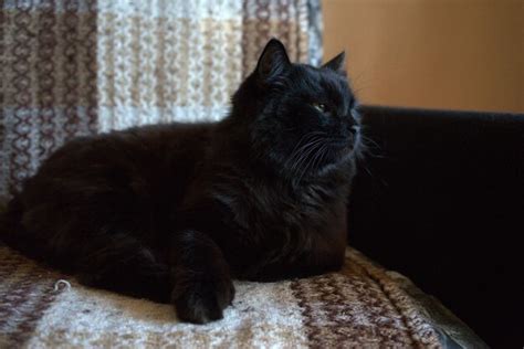 Premium Photo Black Cat Resting On Sofa At Home