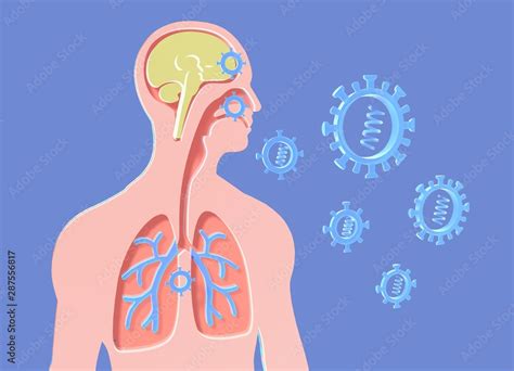 Flat 3d Anatomical Illustration Of The Human Body Showing Internal