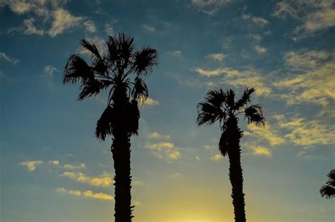 Silueta De Palmera Al Atardecer En Islas Canarias Foto Premium