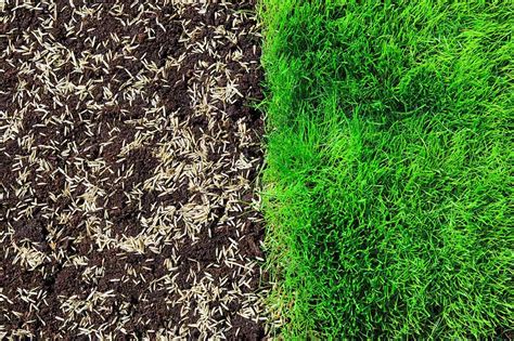 The Complete Guide To Overseeding Rds Lawn Care