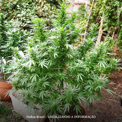 Dicas De Cultivo Truques Para Proteger Suas Plantas De Maconha