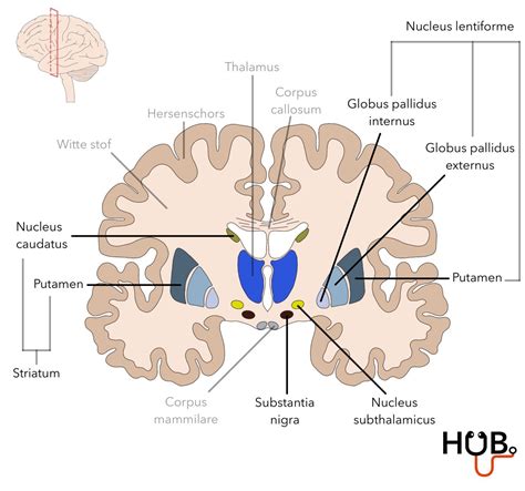 Anatomie Hersenen Geneeskundehub