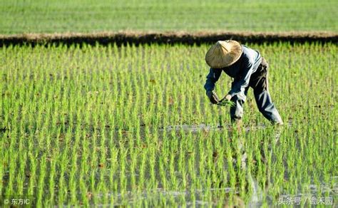 農民有種感覺，越種地越窮，種地的「鐵飯碗」還能端多久？ 每日頭條