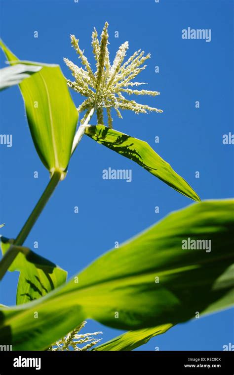 Sweetcorn Zea Mays Var Rugosa Plant Detail Stock Photo Alamy