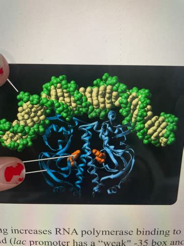 Module 3 - ch. 16 review Flashcards | Quizlet