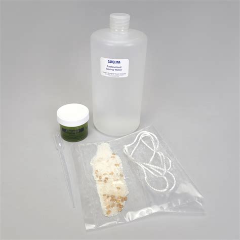 Bag of Euglena Set, Living | Carolina.com