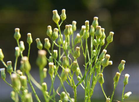 70+ Marestail Weed Stock Photos, Pictures & Royalty-Free Images - iStock