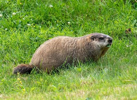 10 Most Famous Animals In Us History Animals Around The Globe