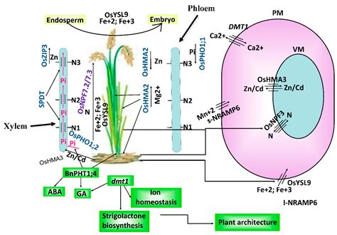 Ijms Free Full Text The Role Of Membrane Transporters In Plant Growth And Development And