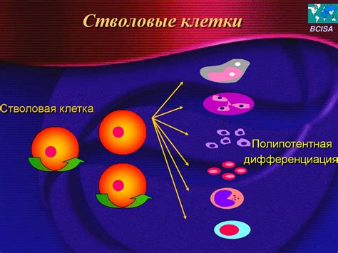 Проточная цитометрия в клинической лабораторной практике - презентация ...