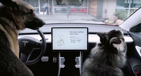 Why The Tesla Model Y Is Perfect For Pet Parents