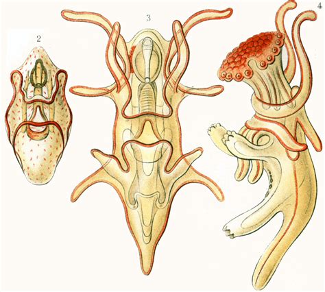 Symmetry in biology | Wiki | Everipedia