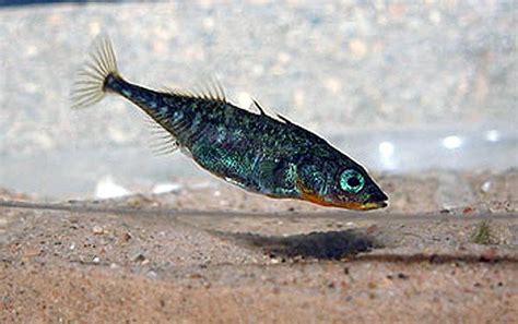 Aquarium Of The Pacific Online Learning Center Threespine Stickleback