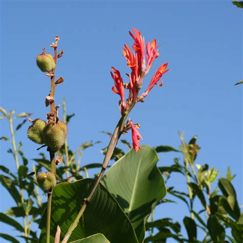 Canna Planter Et Tailler Ooreka