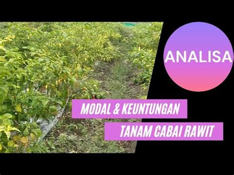 Analisa Modal Keuntungan Tanam Cabai Rawit Youtube