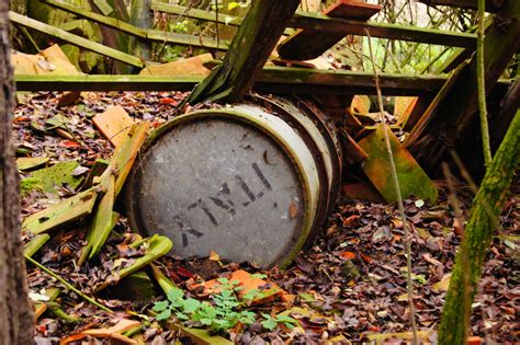 Ilmaisia Kuvia Puu Luonto Mets Ruoho Kasvi Seurata Nurmikko