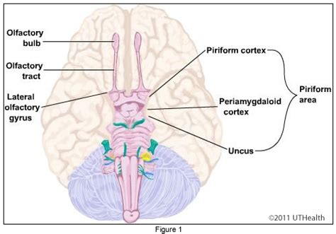 Olfactory Cortex