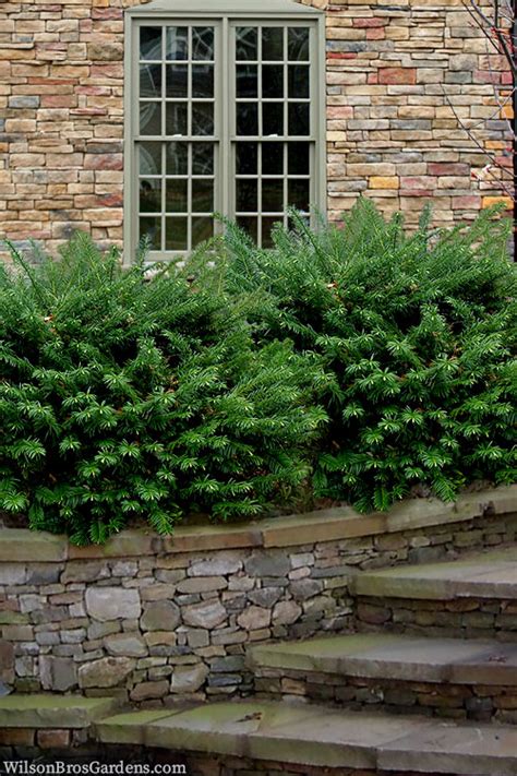 Duke Gardens Plum Yew Free Shipping Wilson Bros Gardens 6 Pack Of