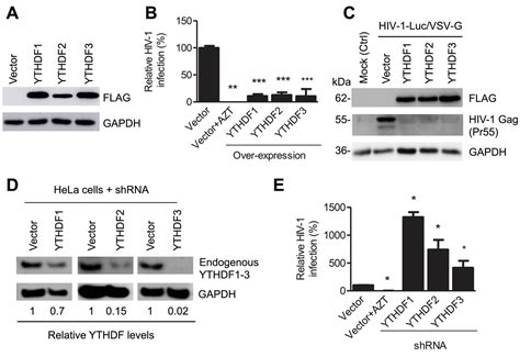 N Methyladenosine Of Hiv Rna Regulates Viral Infection And Hiv Gag