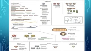 Classification of plant viruses | PPT