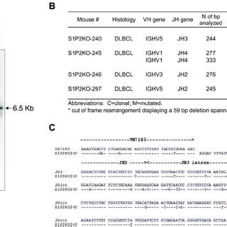 Clonal Rearrangements Of The Igh Locus And Evidence Of Somatic