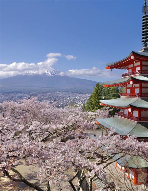 新倉山浅間公園の桜 By Handa Dee （id：10288020） 写真共有サイトphotohito