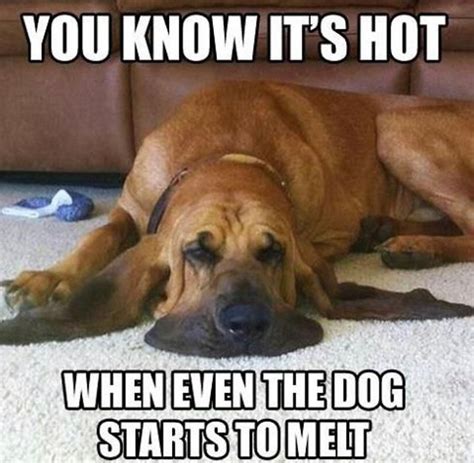 Help Your Pets Beat The Heat This Summer