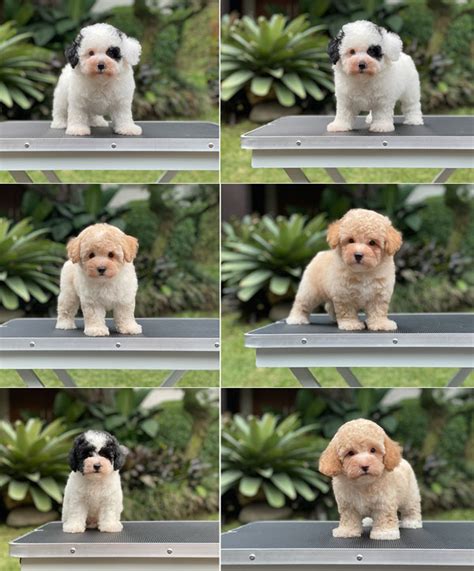 For Sale Puppy Tiny Parti And Apricot Toy Poodle Anjing Poodle