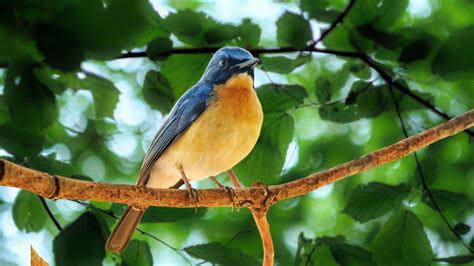 Bird Songs Hours Of Birds Singing In The Forest Nature