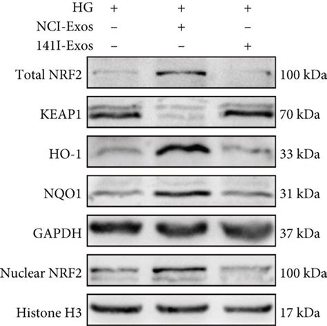 MiR 141 3p Transferred By PDLSC Exos Activates NRF2 Signaling By