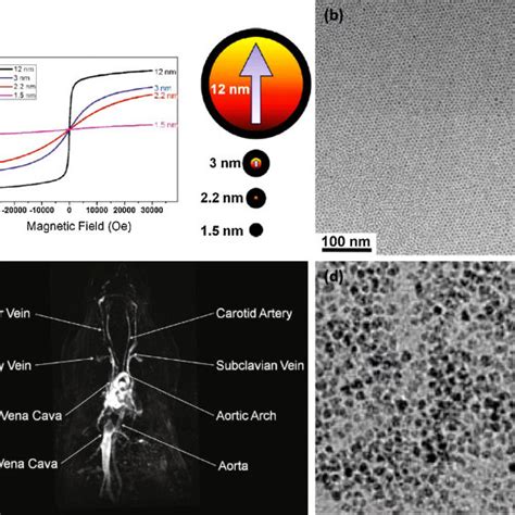 A Magnetization Curves Of 15 22 3 12 Nm Iron Oxide Nanoparticles