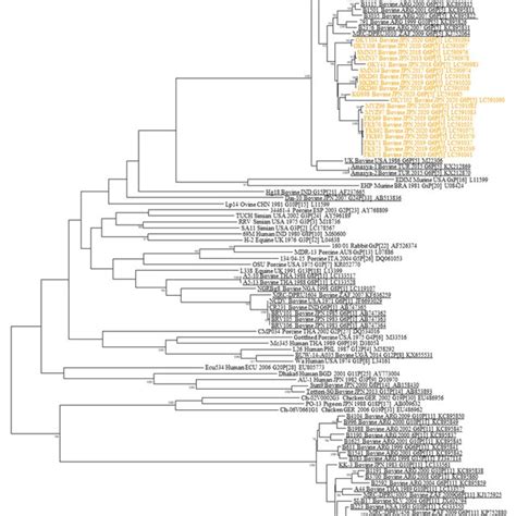 Phylogenetic Tree Based On The Open Reading Frame ORF Nucleotide