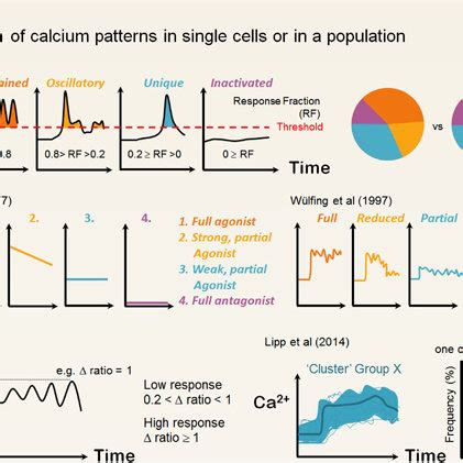 Quantifying Calcium Oscillations Global Interpretation Method Of