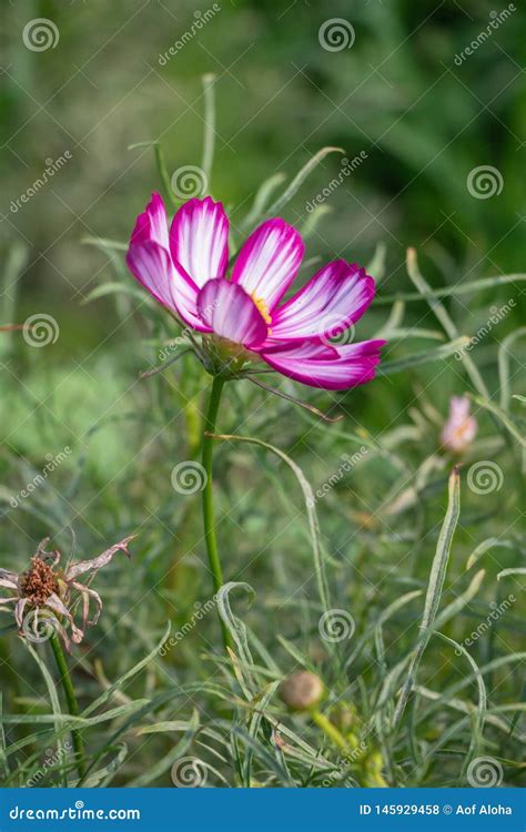 Cosmos Do Enxofre Ou Cosmos Cor De Rosa No Jardim Flor Do Cosmos Do