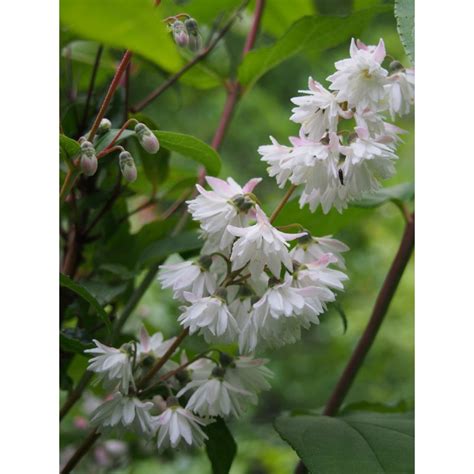 Deutzia Scabra Codsall Pink