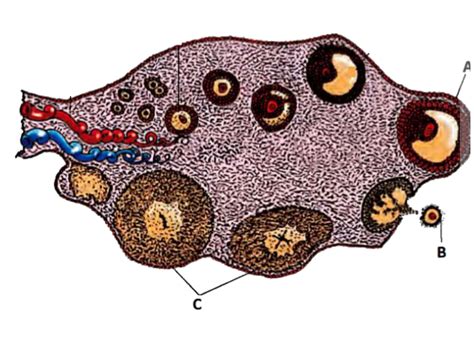 Given Below Is The Diagrammatic Section View Of The Ovary Identify