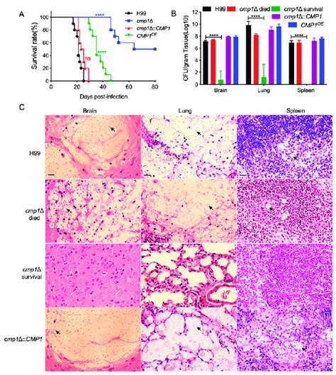 Cmp1 Is Required For Full Virulence Of C Neoformans Ten C57 Bl6 Mice