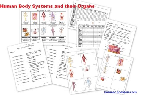 Human Body Systems Worksheets Homeschool Den