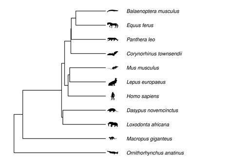 Chapter 2 Phylogenies Phylogenetic Biology