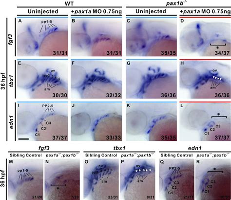 Pax1a And Pax1b Deficient Embryos Exhibit Absent Fgf3 Tbx1 And Edn1