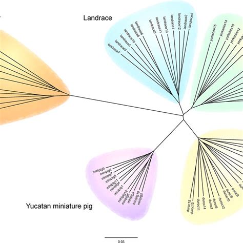 Unrooted Phylogenetic Tree Of 70 Pigs Based On Pairwise Download