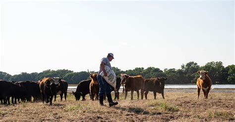 Late summer forage quality a factor in protein supplementation | Oklahoma State University