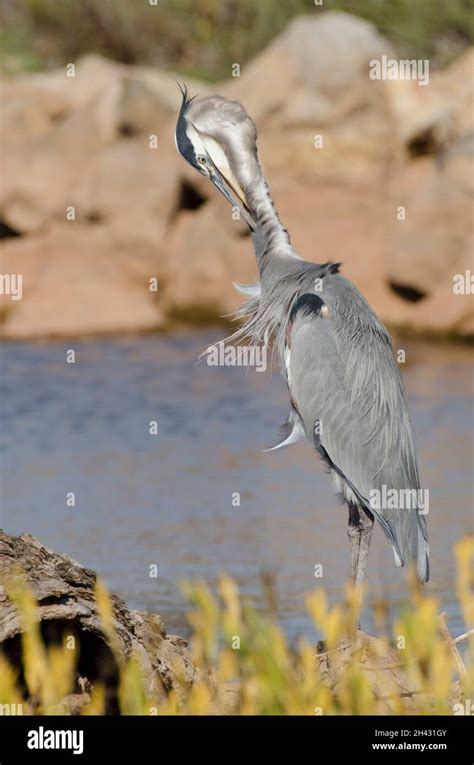 Preening Heron Hi Res Stock Photography And Images Alamy