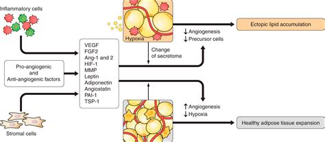 Impaired Adipogenesis And Dysfunctional Adipose Tissue In Human