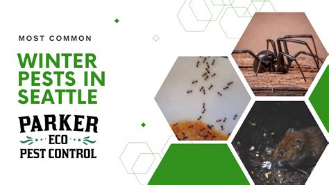 Winter Pests Seattle Parker Eco Pest Control