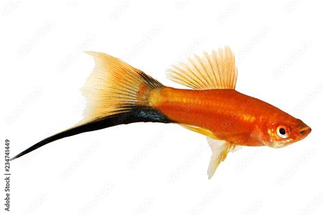 Red Swordtail Male Black Tail Xiphophorus Helleri Aquarium Fish