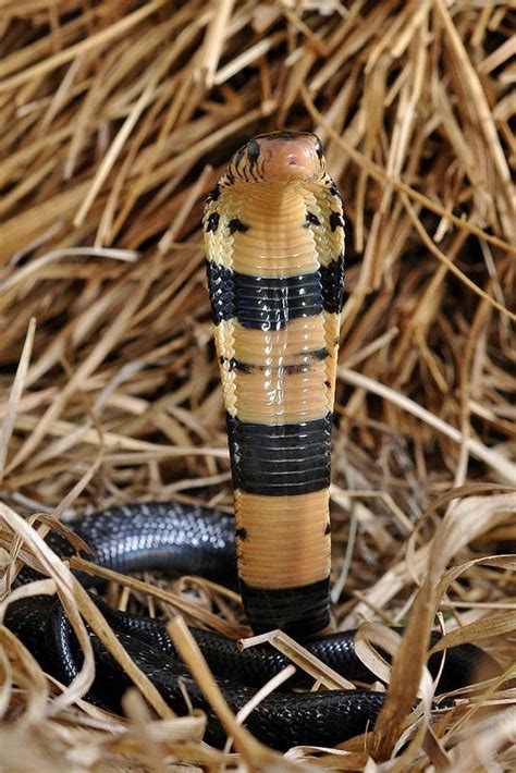 Baby Forest Cobra Snake Venom Beautiful Snakes Snake