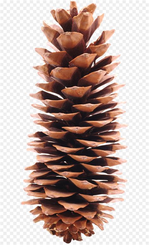 Conifer Cone Eastern White Pine Stone Pine Clip Art Pine Cone Png Png