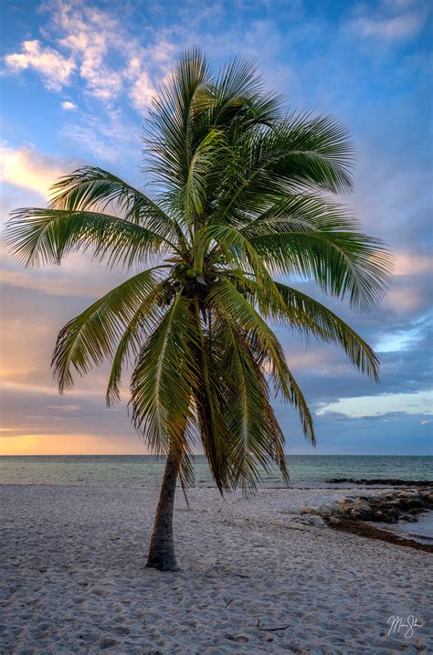 Key West Palm Tree Sunrise Smathers Beach Key West Florida Mickey